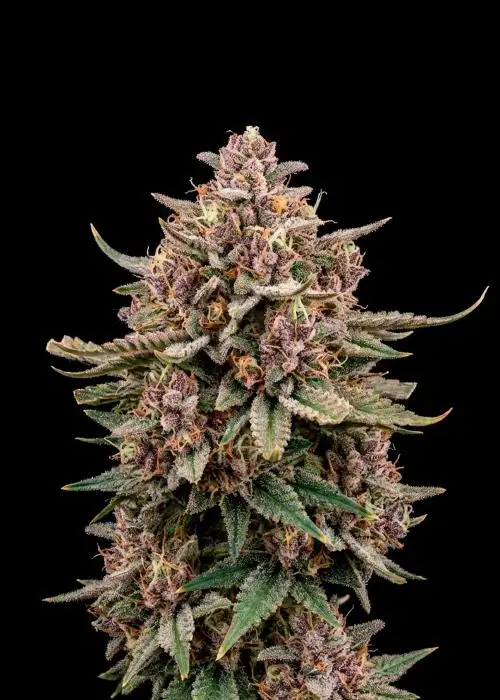 Fruit Punch