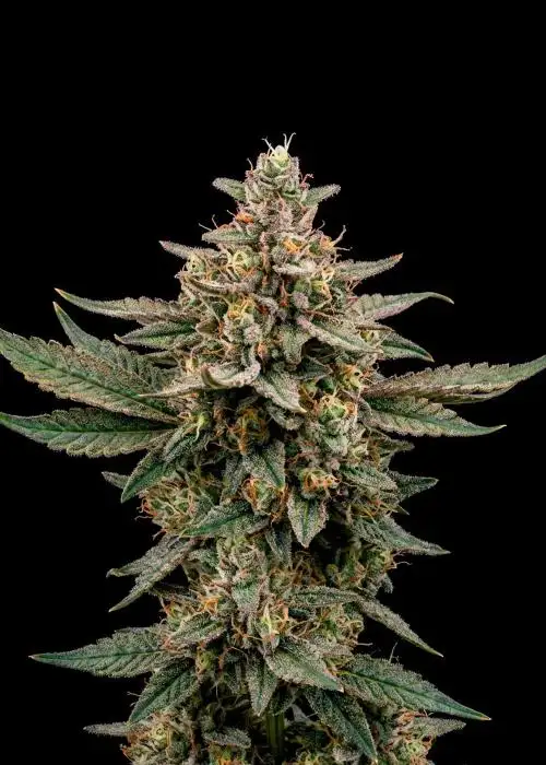 Exodus Cheese Fast