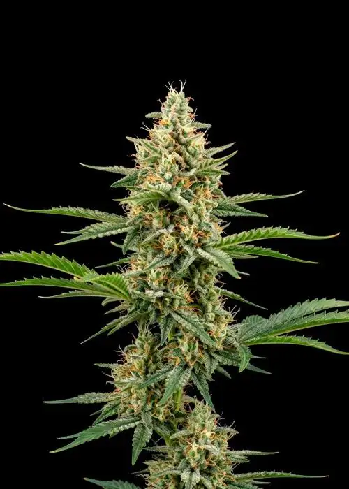 Early Skunk Regular