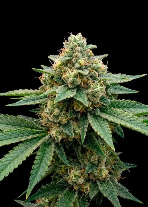Early Skunk Fast Version