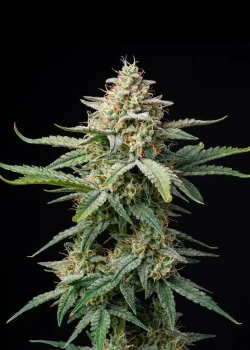 Cinderella Jack Autoflower