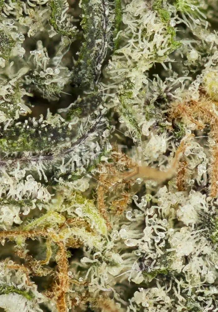 Apollo 11 Genius Pheno Regular Seeds 