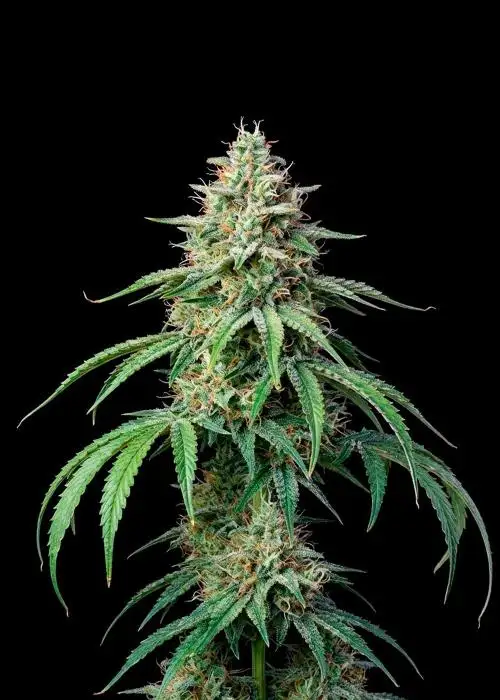 CBG Auto