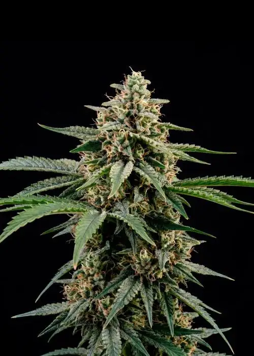 CBDV Auto