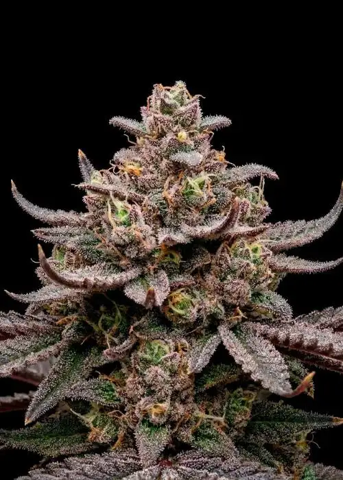 Blueberry Muffin Auto