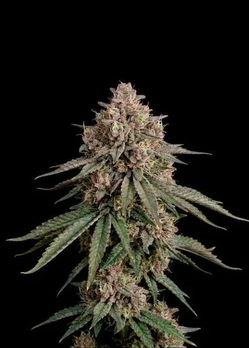 Blueberry Muffin