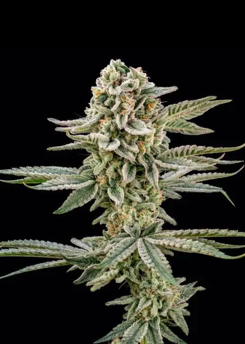 Blue Zushi Auto