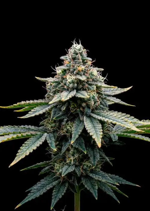 Blue Monster