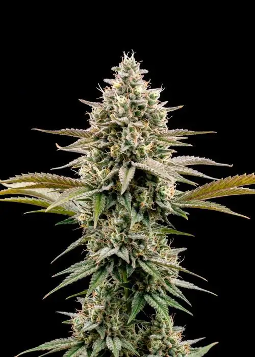 Blue Gelato