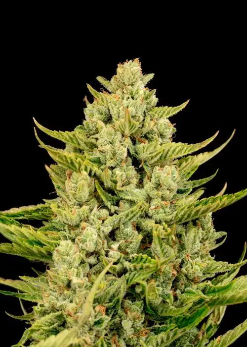 Blue Dream Fast