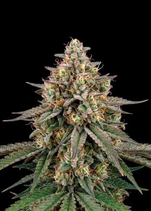 Blue Cheesecake