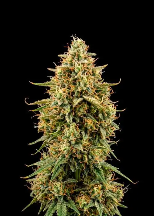 Black Widow Fast