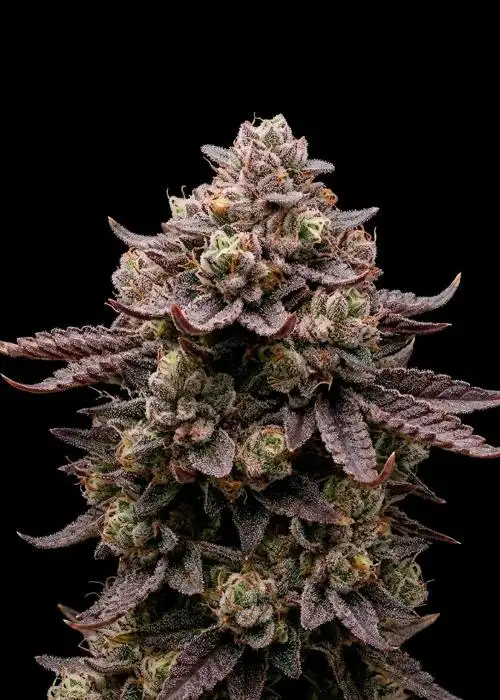Black Runtz Auto