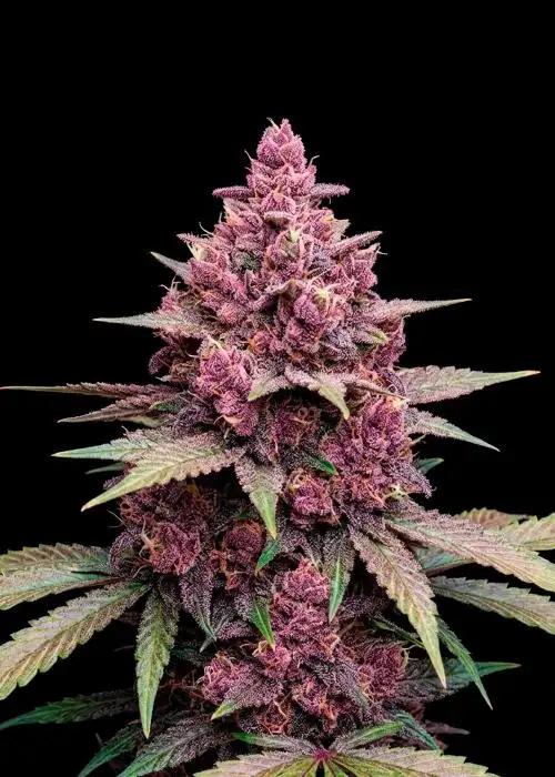 Black Cherry Punch