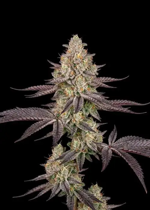 Biscotti Mintz Auto