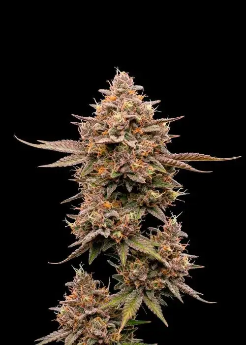 Birthday Cake Auto