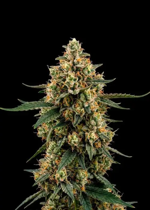 Big Bud Regular