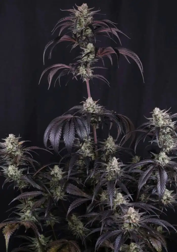 Strawberry Gorilla Auto RF3