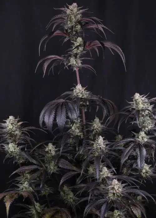 Strawberry Gorilla Auto RF3