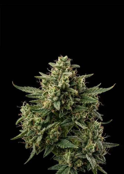 Peanut Butter Breath Auto