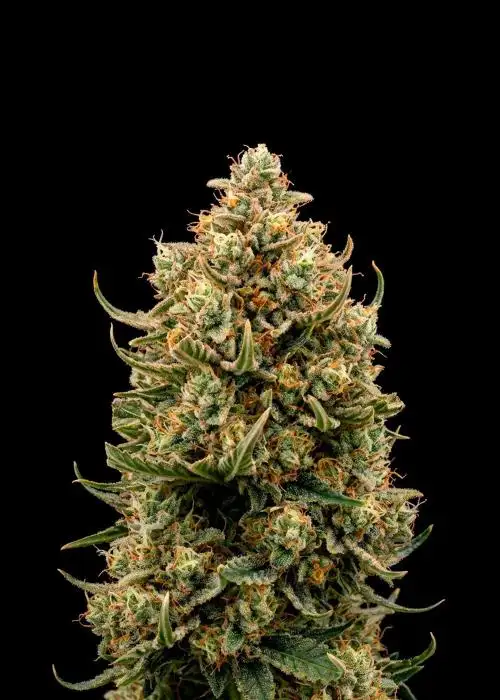 MAC 1 Auto