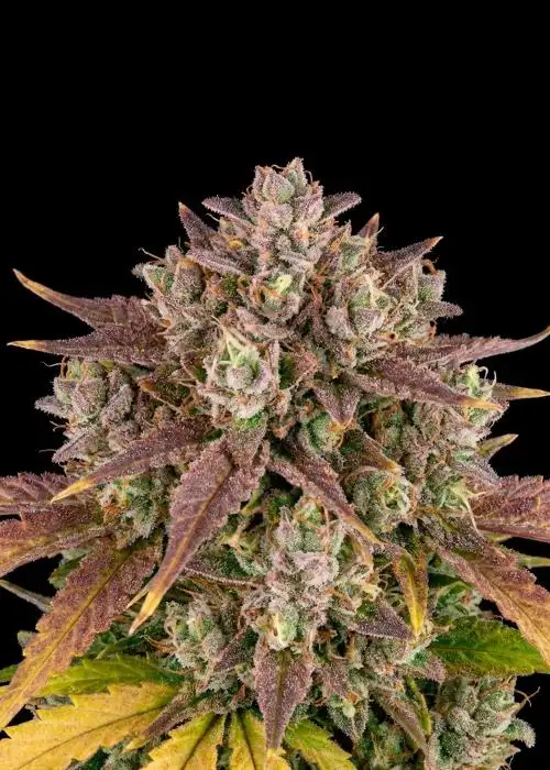 LSD Auto