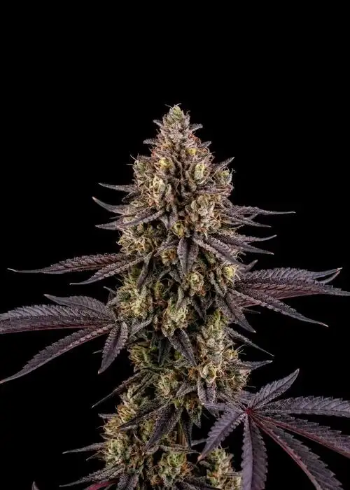 London Pound Cake Auto