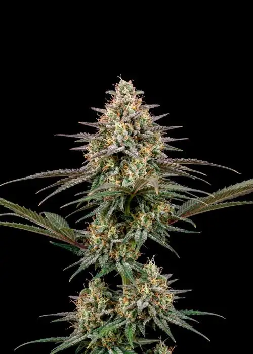 Lemon Kush Auto