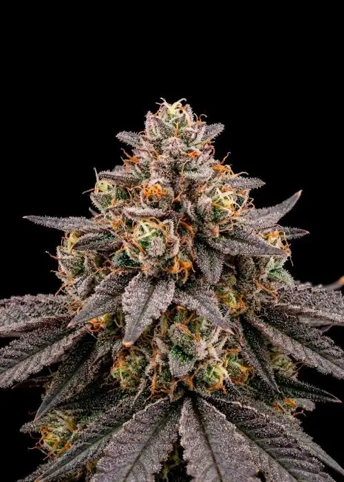 Lemon Cherry Gelato Auto