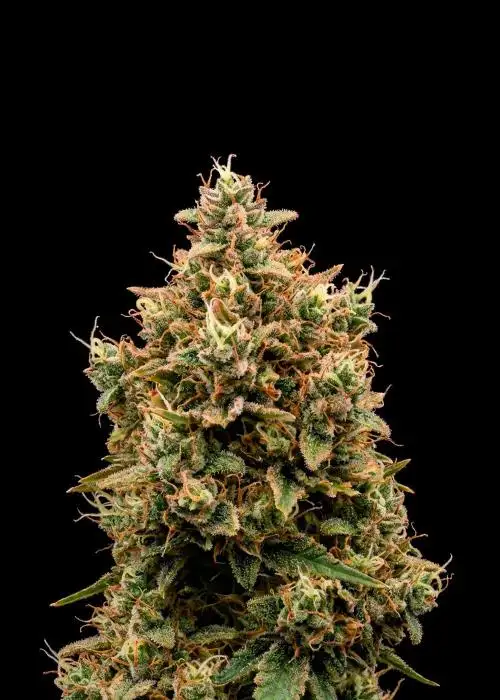 LA Kush Cake Auto