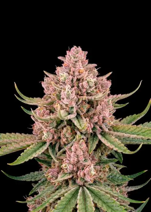 LA Confidential Autoflower