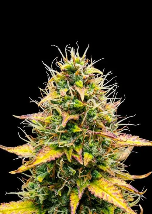 Kosher Kush Auto