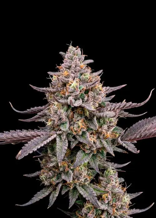 Jet Fuel Gelato Auto