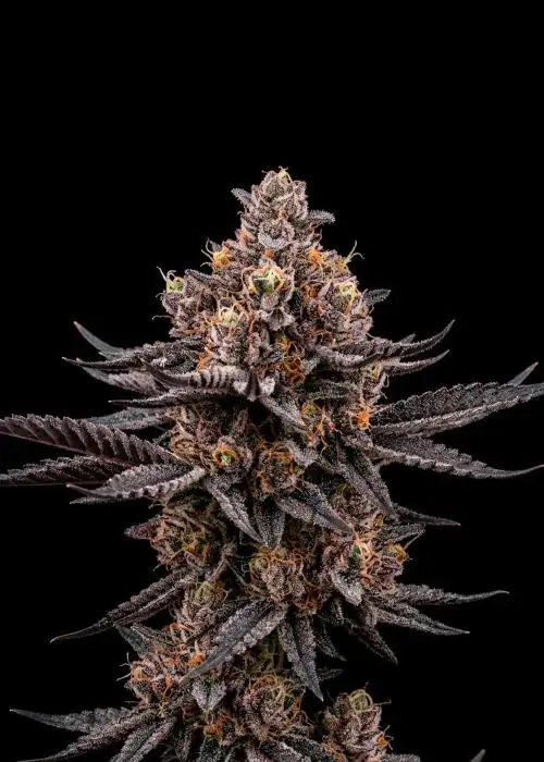Jealousy Zkittlez Auto