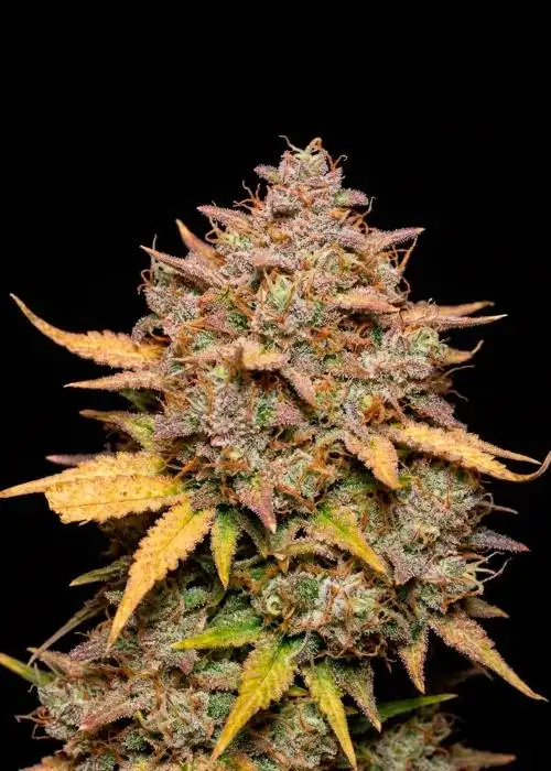 Pineapple Sunrise Auto