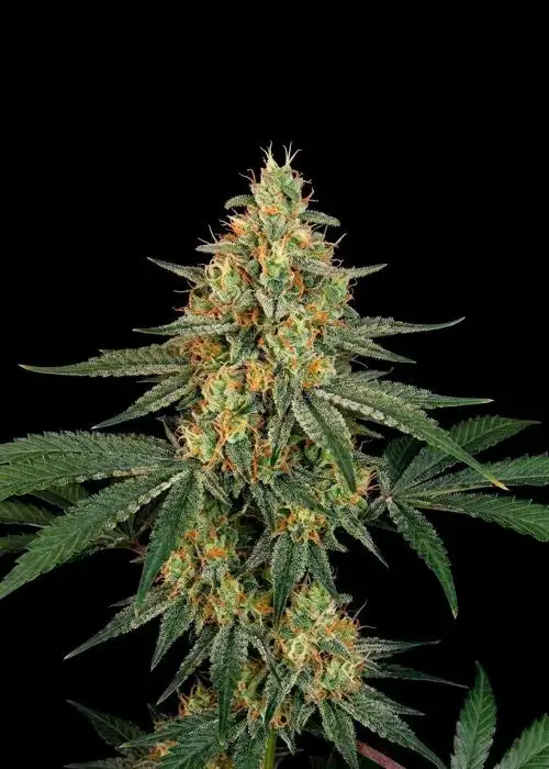 Super Skunk Regular