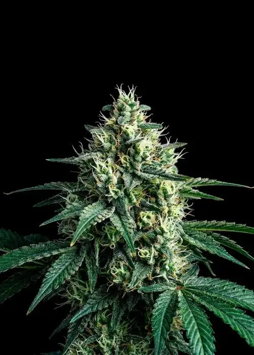 Super Silver Haze Regular