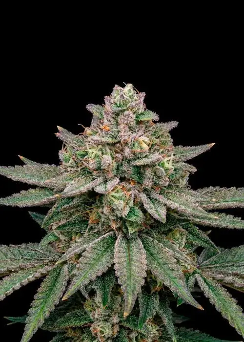 Strawberry Cola Auto