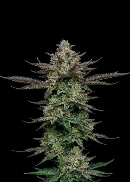 Sour Apple