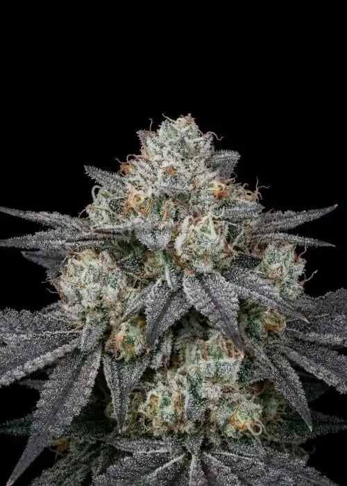 Slurricane Auto
