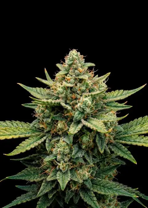 Rainbow Sherbet Auto Ganja Farmer