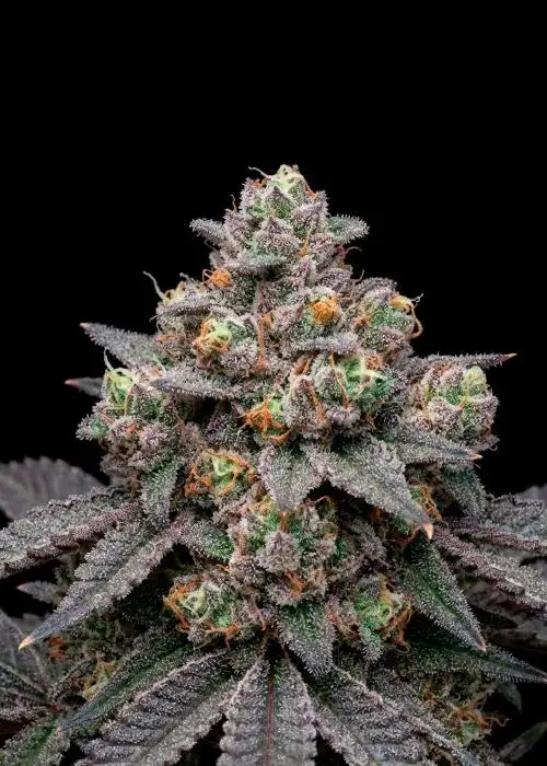 Rainbow Belts Auto