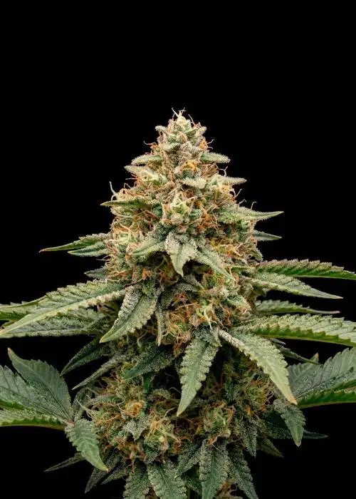 Power Plant Regular