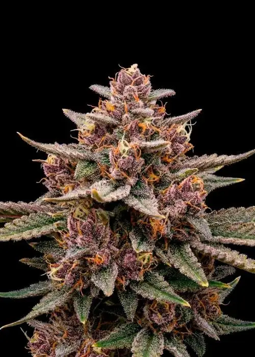Pink Gelato