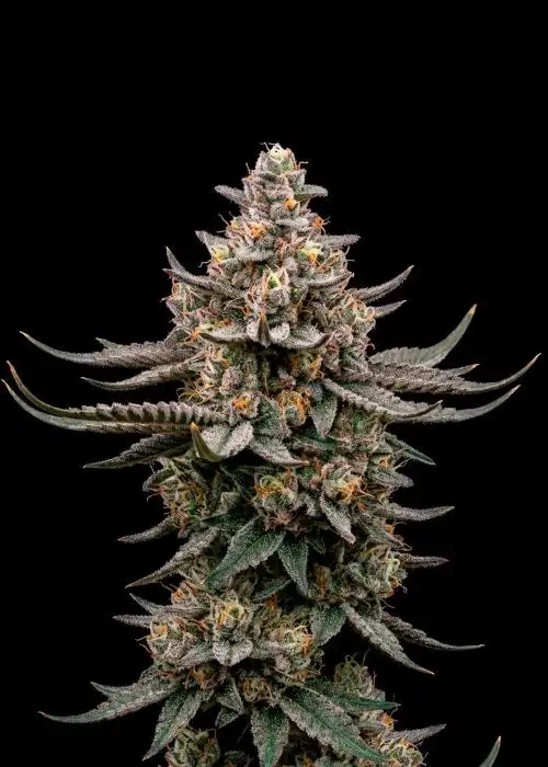 Zookies Auto
