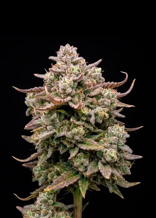 Zoap Papaya Auto