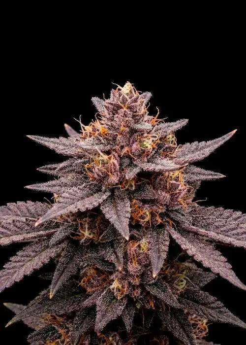 White Truffle Auto