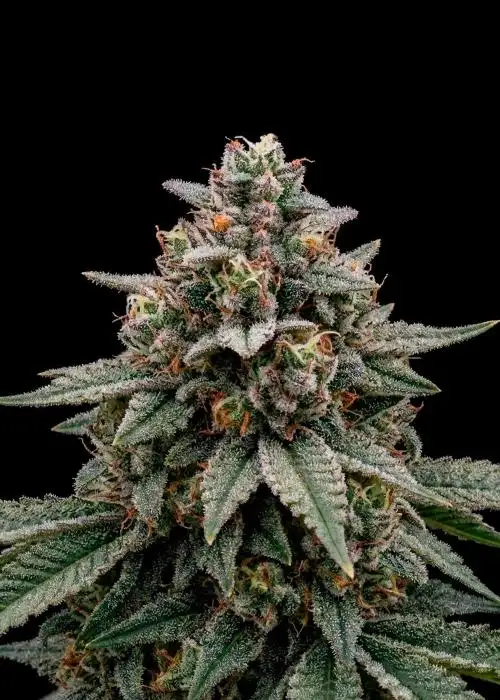 Wedding Gelato