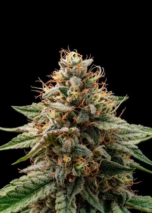 Wedding Crasher Auto