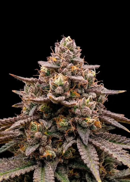 Wedding Cake Fast